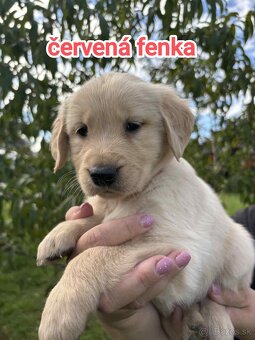 Šteniatka zlatý retriever - 11
