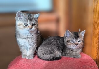 Britská kratkosrstá - 11