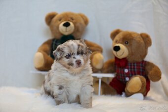 Miniatúrny americký ovčiak - 11