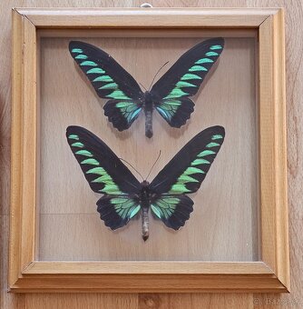 Zbierka motýľov v rámikoch - 11
