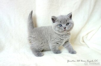 Britské mačiatka s PP ♥ - 11