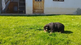 Predám šteniatka ROTVAJLERA - v ponuke úž len posledný psík - 11