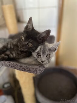 1/2 Mainská mývalia mačka/kocúr (Maine Coon) - 11