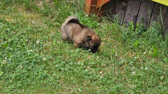 Pomeranian - 11