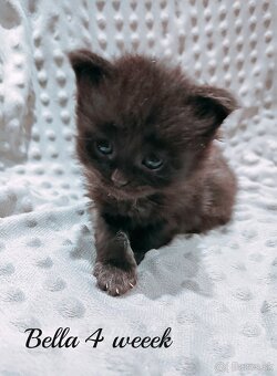 Mainska myvalia mačka - mačiatka Maine coon - 11