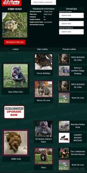 American bully pocket - 11
