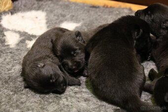 Nemecký ovčiak  s PP - 11