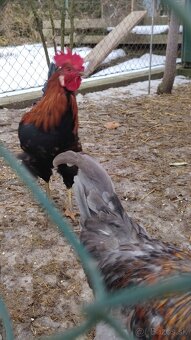 Predam kohuta kohutov - 11