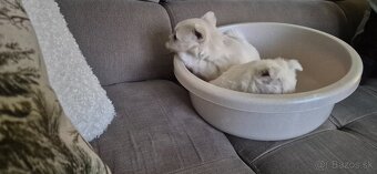 Predam Westika fenku - 11