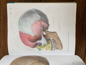 Anatomia Čihak 1,2,3 - 11