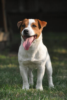 štěňata Jack Russell teriéra s PP - 11