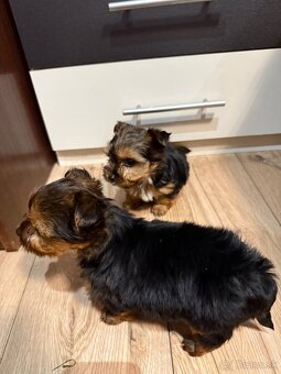 York, Yorkshire, Yorkshire terier, mini yorkshire - 11