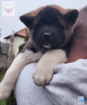 Americká akita (American akita) s PP - 11