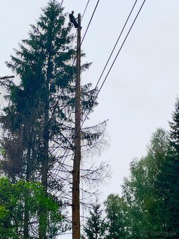 Výrub rizikových stromov - 11