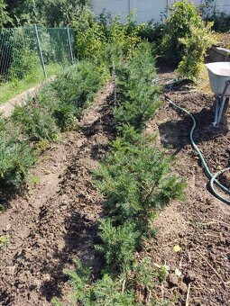 PREDáM Tis obyčajný (Taxus baccata) - 11