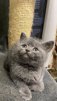 Britský Kocurik - 11