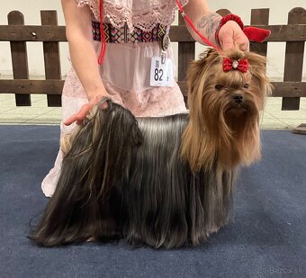 Yorkshire terrier s PP - 11
