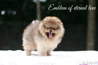 Pomeranian FCI - 11