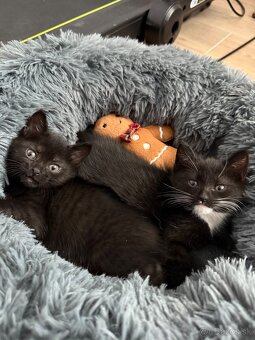 🐾 Na predaj krásne, prítulné mačiatka - 11