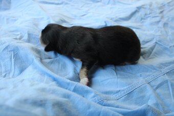 Ponúkam šteniatka - 11