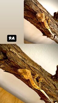 Pagekon riasnaty - 11