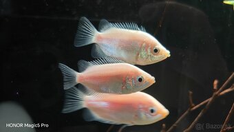 Akvariové ryby (raritky) k odberu - 11