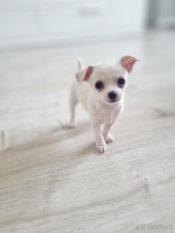 Predám čivava(chihuahua) - 11