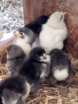 Brahmanka veľká NV 1,50€ - 11