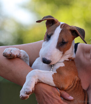 Bullterrier, Bullterier, Bulterier - 11