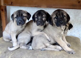 KANGAL - štěňata již K ODBĚRU, iba sučky - 11