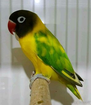 Agapornis škraboškovy - 11