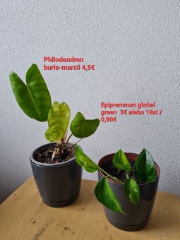 Epipremnum,  philodendron a iné izbovky - 11