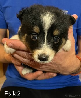 Border kólia - šteniatka - 11