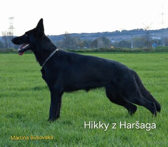 nemecký ovčiak šteniatka - 11