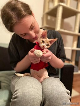 Dvojročný kocúrik plemena Devon rex si hľadá nový domov - 11