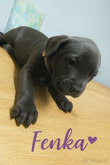 Amstaff šteniatka -verný modrý priatelia - 11