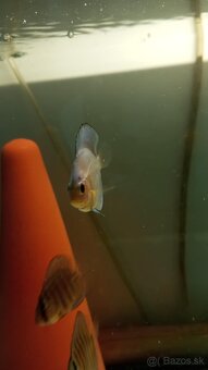 Discus, terčovce - 11