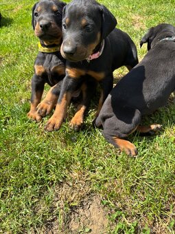 Šteniatka doberman - 11