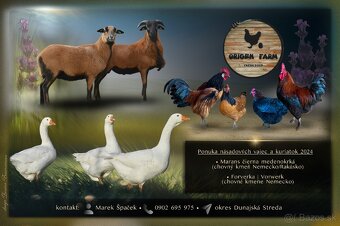 Maranska, Forverka, Barneveldka - 11