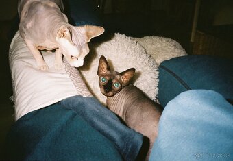 Yashica T3 - 11