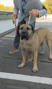 Kanarska Doga / Presa Canario s PP - 11