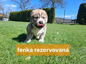 Stredoázijský ovčiak - 11