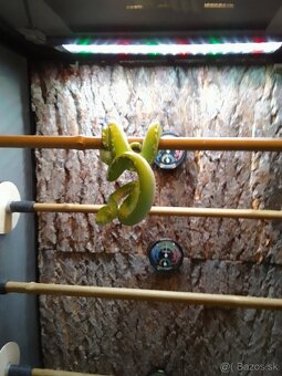Morelia Viridis Aru spolu s teráriom - 11