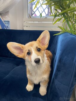 Welsh corgi pembroke - 11