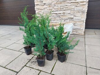Cyprusovec leylandský (Cupressocyparis leylandii) - 11