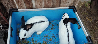 Predám zajacov NOS - 11