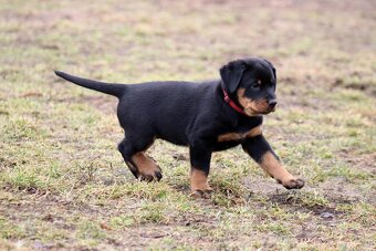 Beauceron - francouzský ovčák s PP (FCI) - 11