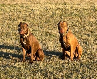 Výnimočné šteniatka americký bandog s PP k odberu - 11