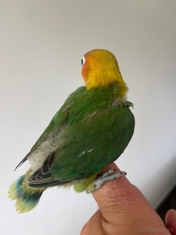 AGAPORNIS FISHER Maznačik-krotký - 11