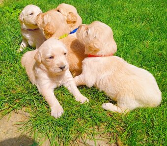 Zlatý retriever - 11